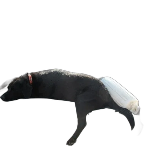 hat, animal, creature, shoes transparent PNG cut-out