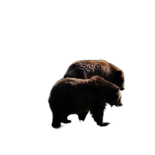 animal, creature, hair, hat transparent PNG cut-out