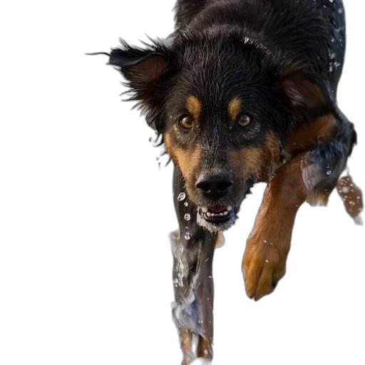 animal, creature, staff, weapon transparent PNG cut-out