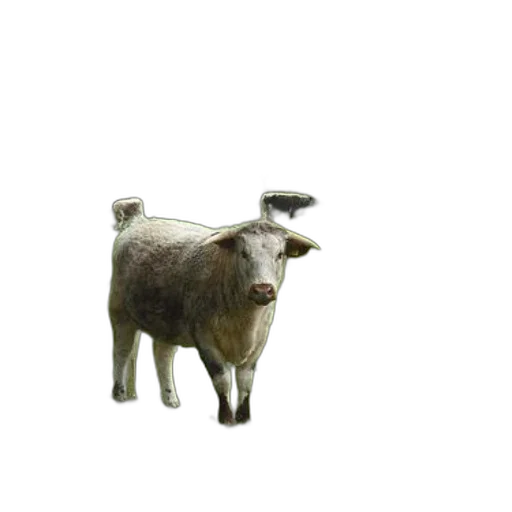 animal, creature, staff, robot transparent PNG cut-out