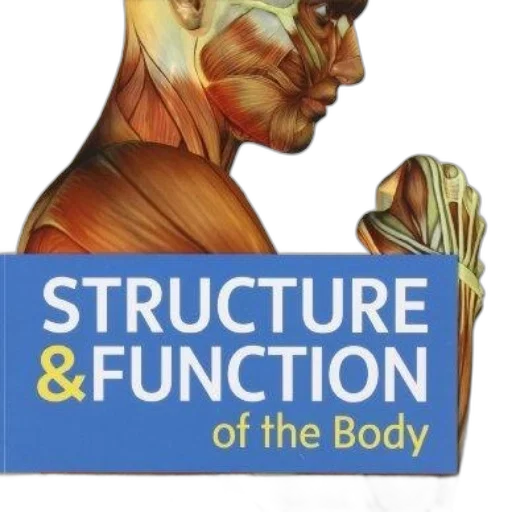 furniture, structure, function, body transparent PNG cut-out