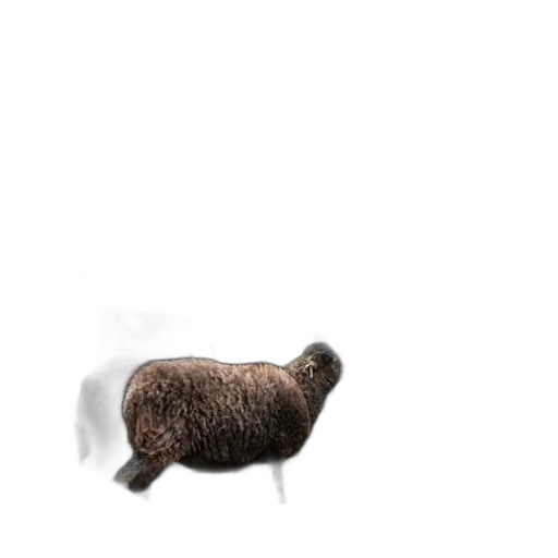 animal, creature, hair, hat transparent PNG cut-out