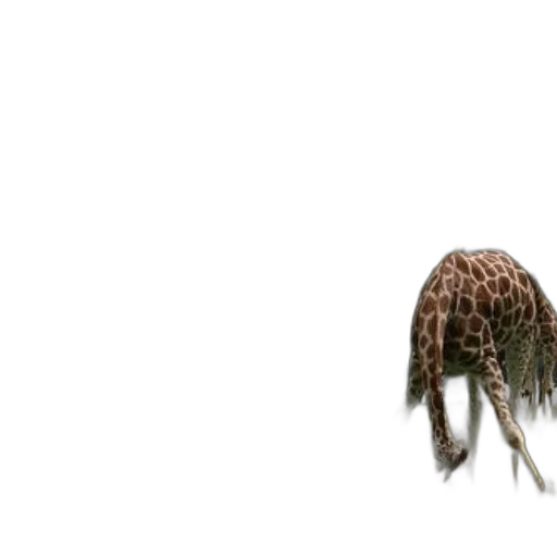 hair, creature, animal, hat transparent PNG cut-out