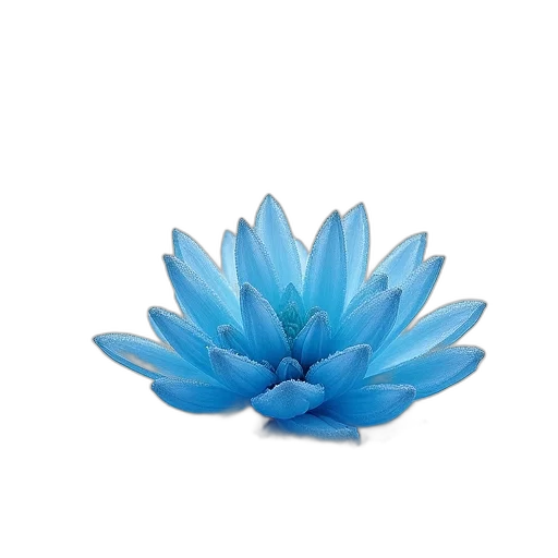 flower, crown, jewelry, hat transparent PNG cut-out