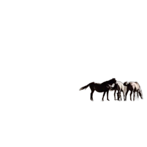 animal, dragon, creature, weapon transparent PNG cut-out