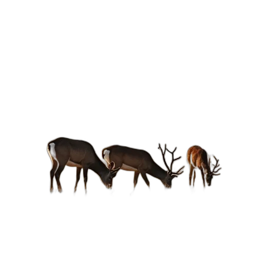 animal, furniture, crown, creature transparent PNG cut-out