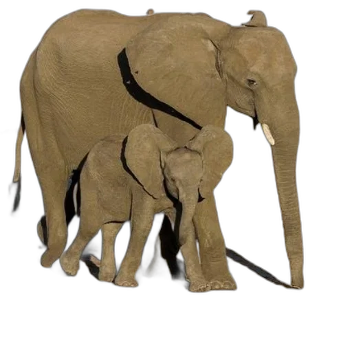 animal, creature, weapon, umbrella transparent PNG cut-out