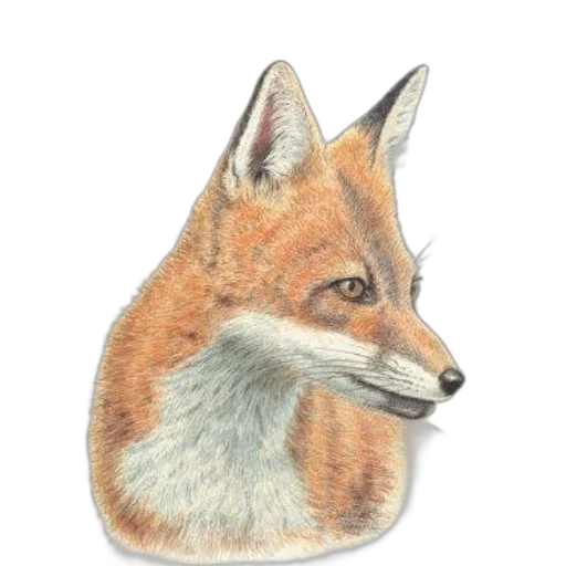 animal, jewelry, face, creature transparent PNG cut-out