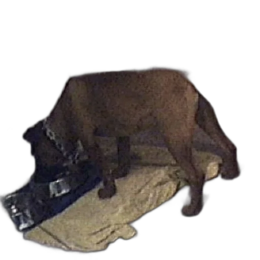 animal, creature, staff, weapon transparent PNG cut-out