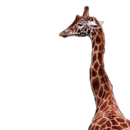 animal, creature, hat, face transparent PNG cut-out
