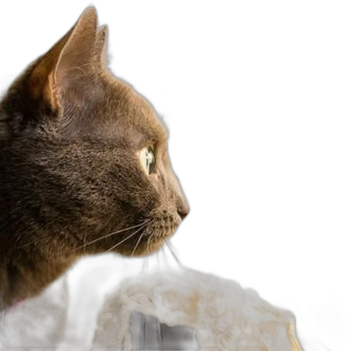 animal, photorealistic, 3d render, concept art transparent PNG cut-out