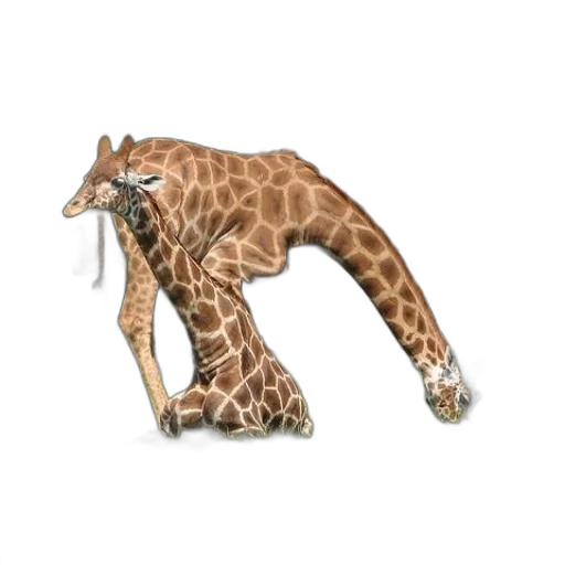 animal, creature, weapon, staff transparent PNG cut-out
