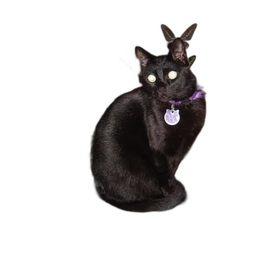 animal, staff, creature, jewelry transparent PNG cut-out