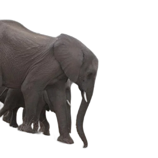 animal, creature, staff, weapon transparent PNG cut-out