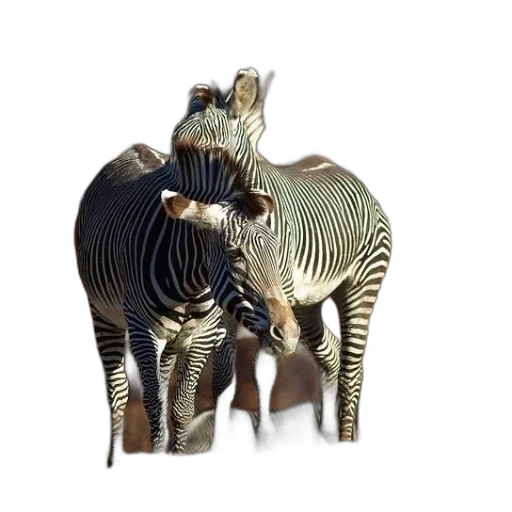 animal, jewelry, furniture, creature transparent PNG cut-out