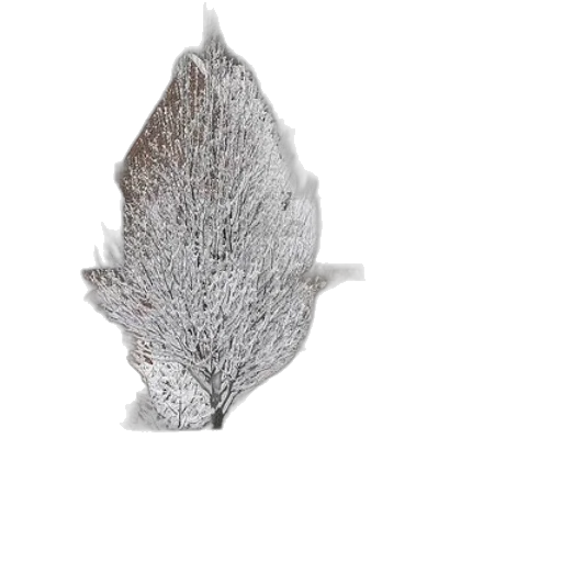 crown, flower, mask, tree transparent PNG cut-out