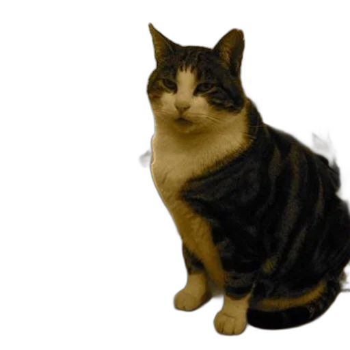 animal, staff, creature, jacket transparent PNG cut-out