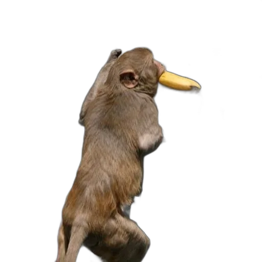 animal, creature, staff, mask transparent PNG cut-out