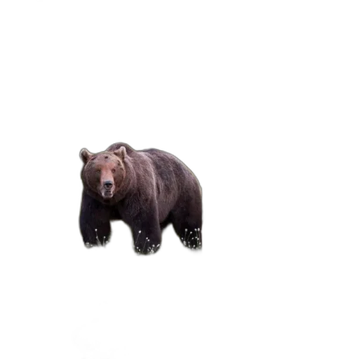 animal, creature, face, food transparent PNG cut-out