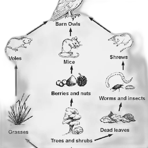 tree, animal, jewelry, food transparent PNG cut-out