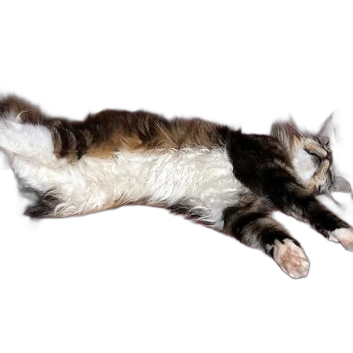 animal, staff, creature, furniture transparent PNG cut-out