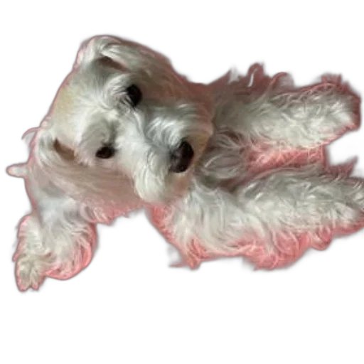 creature, animal, hair, dragon transparent PNG cut-out