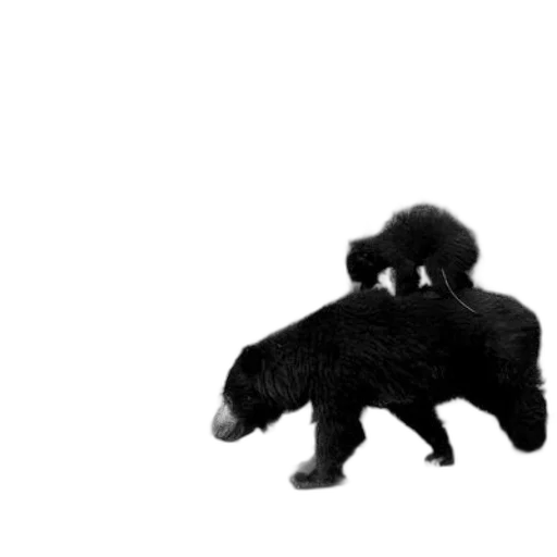 animal, creature, hair, hat transparent PNG cut-out