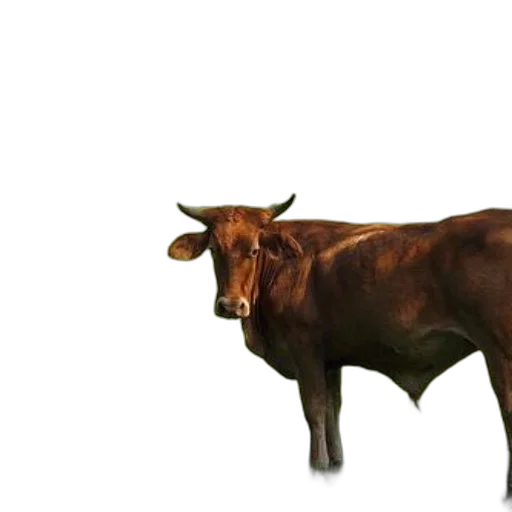 animal, food, creature, weapon transparent PNG cut-out