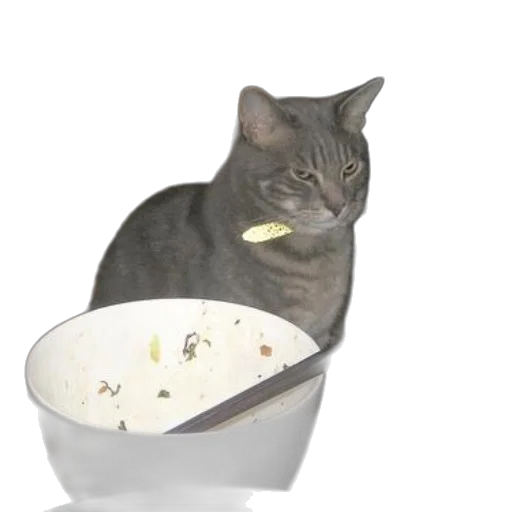 food, animal, creature, jewelry transparent PNG cut-out
