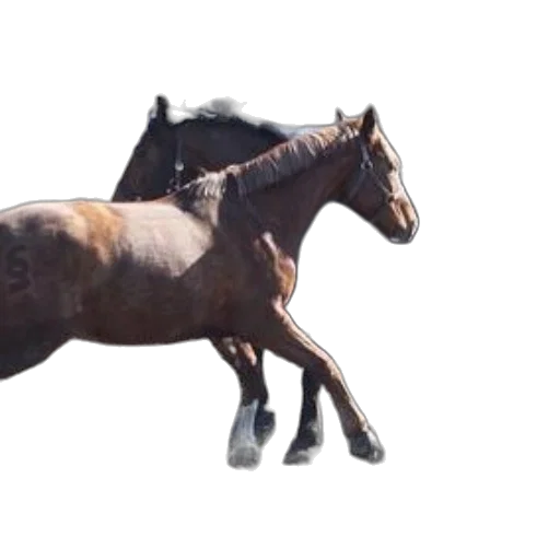 animal, creature, staff, crown transparent PNG cut-out
