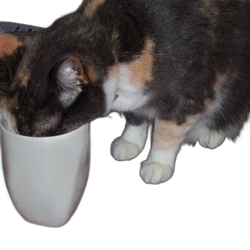food, hat, animal, shoes transparent PNG cut-out