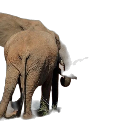 animal, creature, staff, elephants transparent PNG cut-out