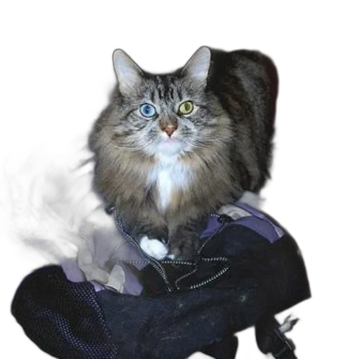 staff, animal, jacket, dragon transparent PNG cut-out