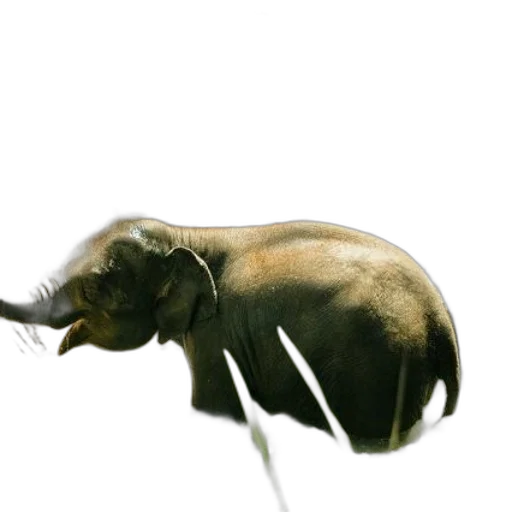 animal, creature, hair, staff transparent PNG cut-out
