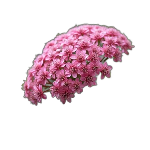 flower, crown, tree, hair transparent PNG cut-out
