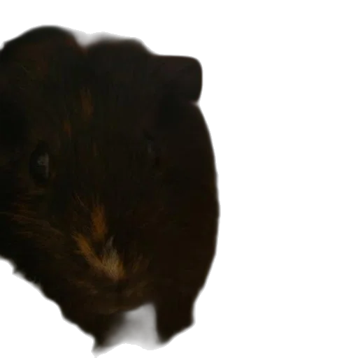 animal, hat, face, hair transparent PNG cut-out