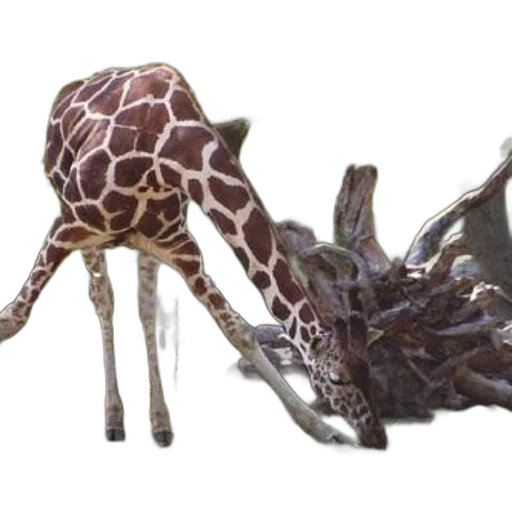 animal, creature, weapon, dragon transparent PNG cut-out