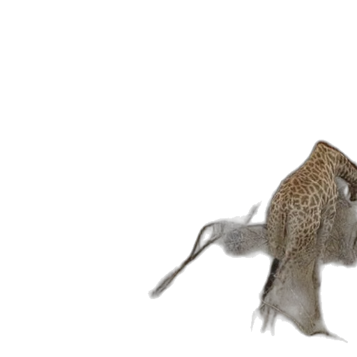 animal, creature, hair, dragon transparent PNG cut-out