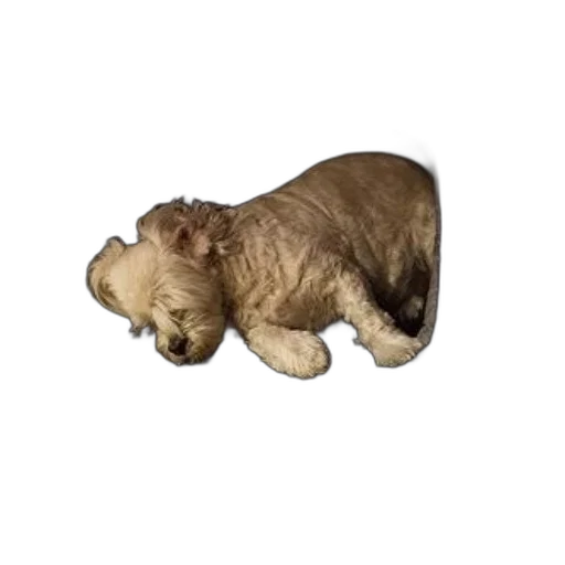 animal, creature, hair, staff transparent PNG cut-out