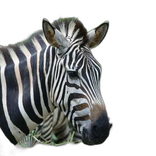 animal, creature, jewelry, photorealistic transparent PNG cut-out