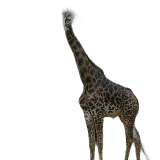 animal, creature, staff, weapon transparent PNG cut-out