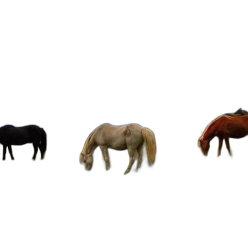 animal, furniture, hair, jewelry transparent PNG cut-out