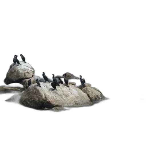 shoes, animal, crown, dragon transparent PNG cut-out