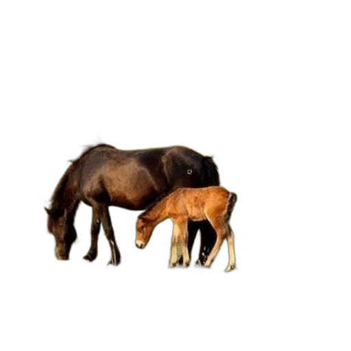 animal, creature, furniture, food transparent PNG cut-out