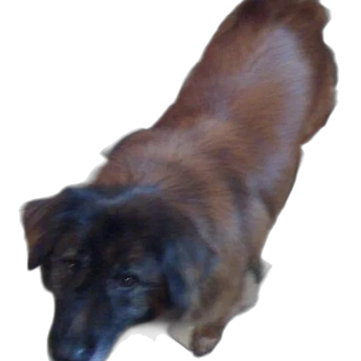 staff, animal, creature, brown transparent PNG cut-out