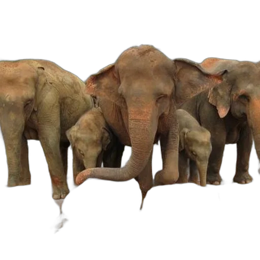 animal, concept art, family, elephants transparent PNG cut-out