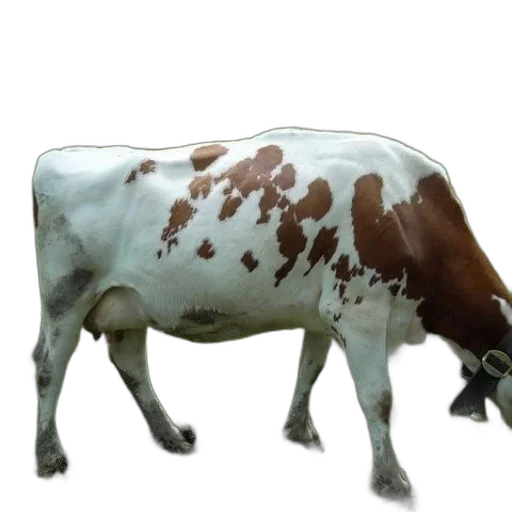 animal, food, creature, jewelry transparent PNG cut-out