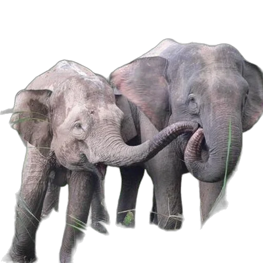 animal, creature, photorealistic, concept art transparent PNG cut-out