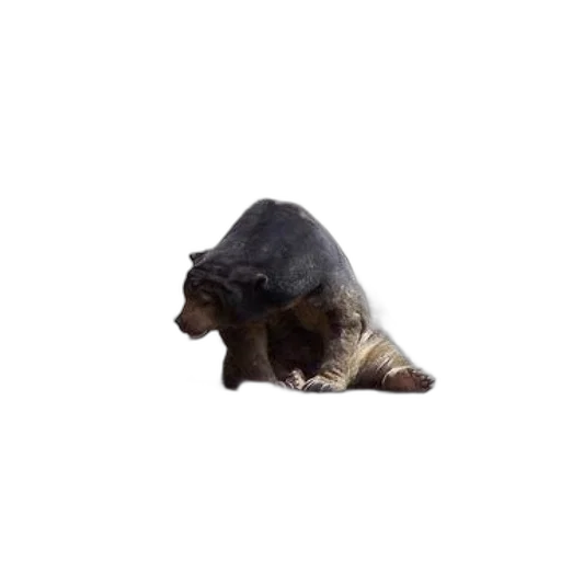 animal, creature, hat, mask transparent PNG cut-out