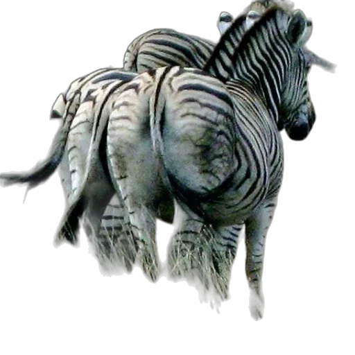 animal, creature, dragon, staff transparent PNG cut-out